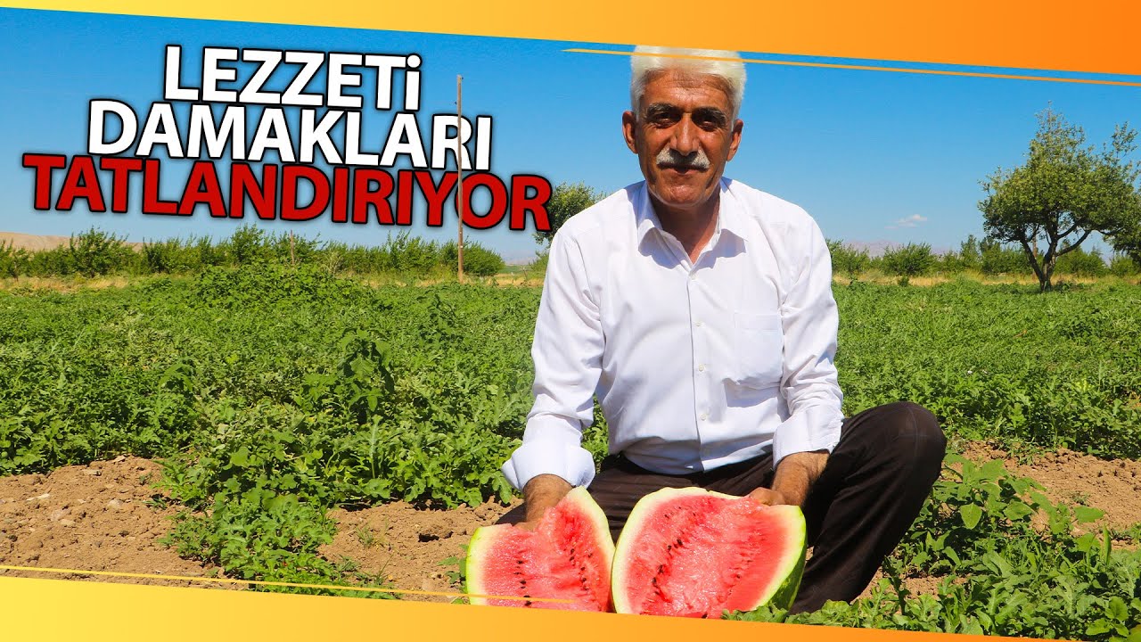 Yazıhan Karpuzu G&ouml;r&uuml;nt&uuml;s&uuml; Ve Lezzetiyle Dikkat &Ccedil;ekiyor!