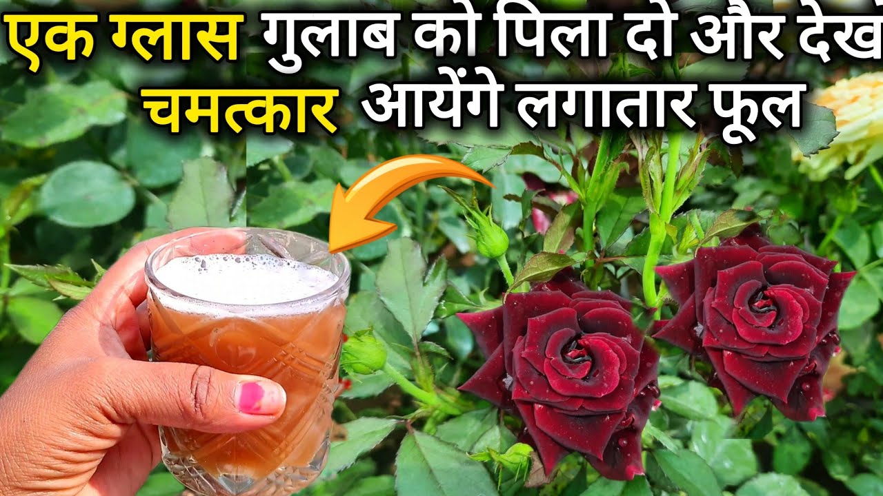 गुलाब के पौधे मै आलू का कमाल आयेंगे अनगिनत फूल और कलिया।Rose plant care tip and fertilizer 