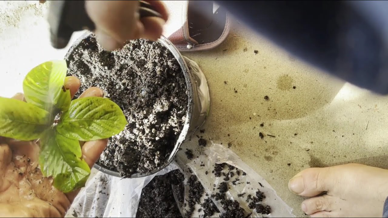 Mitragyna speciosa Houseplant – Shipping Recovery & Humidity Setup and Care