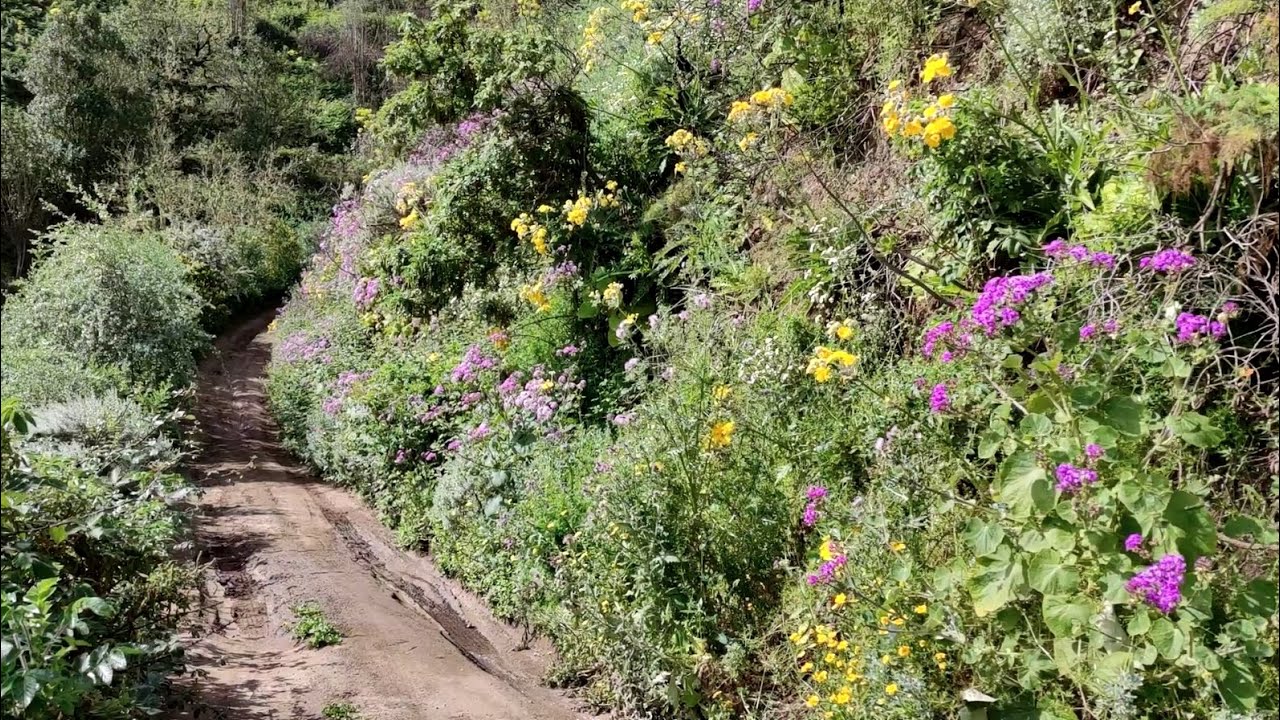 Wandern auf Gran Canaria, Tour 09/2021 Barranco de la Virgen