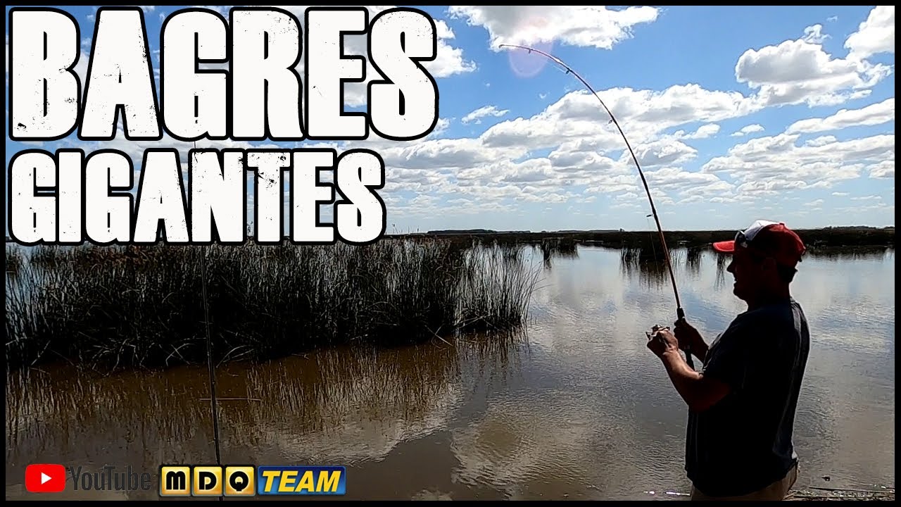 Bagres Gigantes en la Laguna