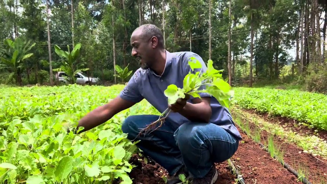 Ethiopian Kale/ Kanzira Farming
