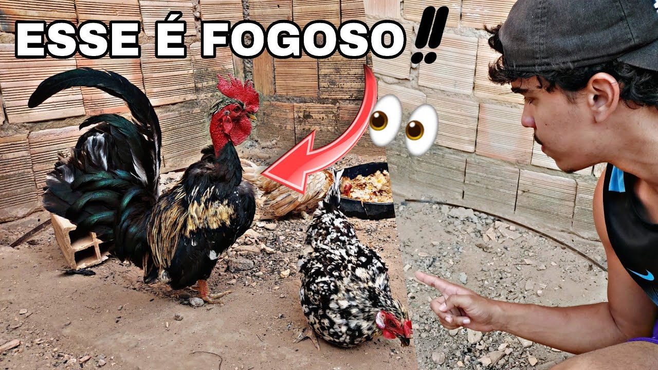SOLTEI O NOVO GALO JUNTO COM AS GALINHAS... // DEU CERTO? 