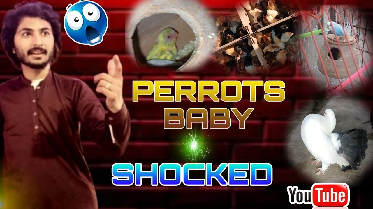 Perrots baby ko dekho yar😱#viral# foryou#Shorts#youtube#wajiiikambohvlogger1 