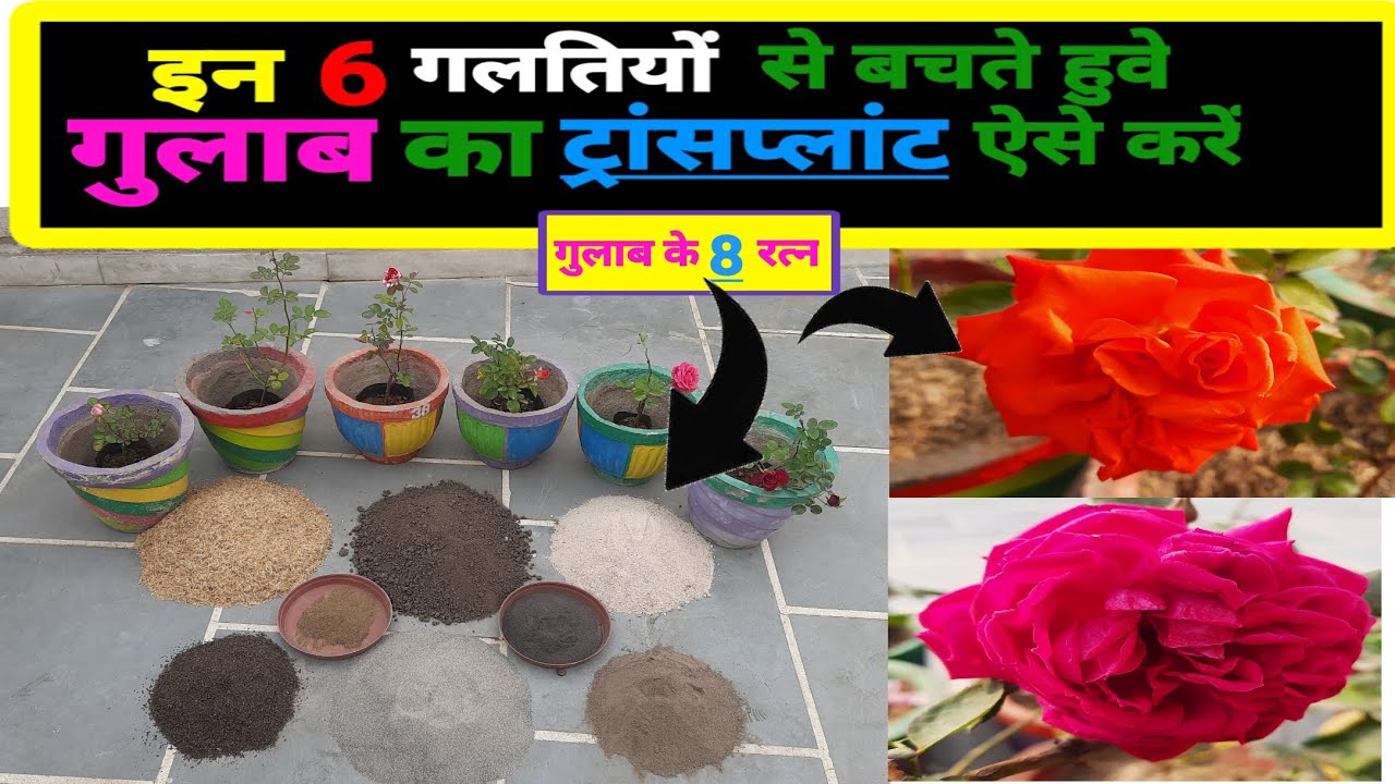🌹गुलाब की ताक़तवर मिट्टी ऐसे तैयार करें🌹best potting soil for rose🌹best soil mix |best rose soil mix🌹