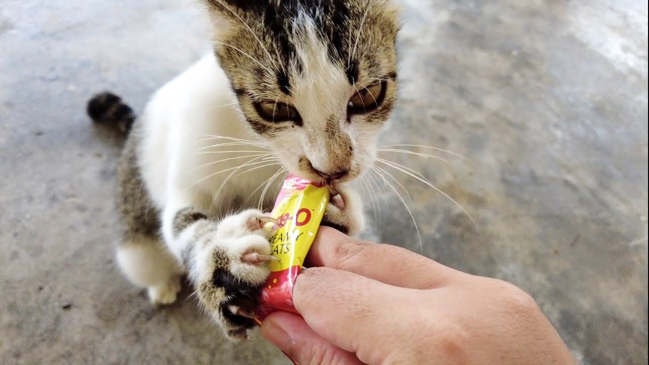 [eng] Beli CREAMY FOOD Kucing (paywave, BigPay)