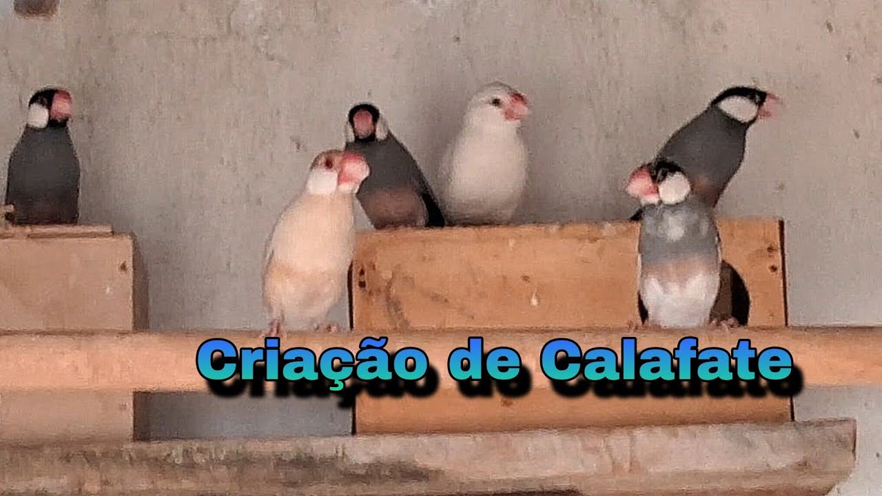 Olhando ninhos dos Calafates .ja tem um filhote 🐣