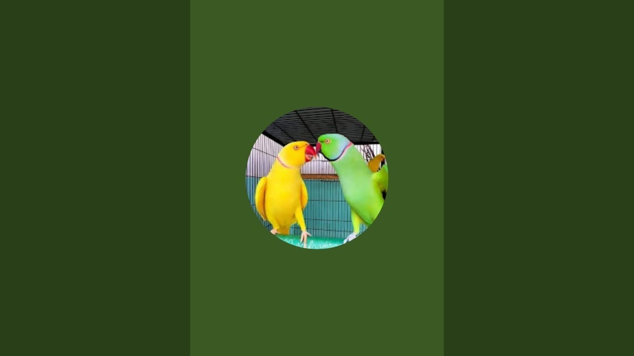SWEET BIRDS ASAD NAWAZ is live!