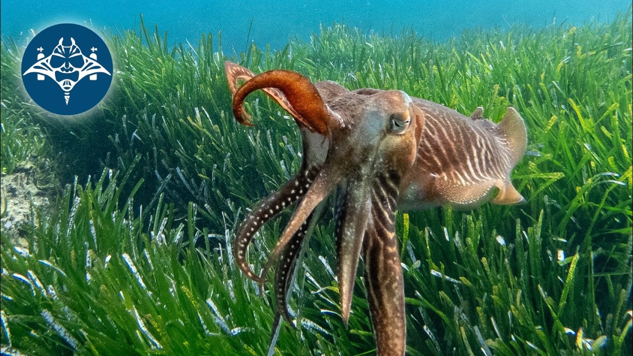 Underwater life of Gozo
