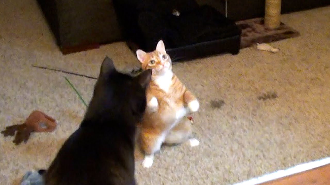 What Happens When Cats See a Moth!