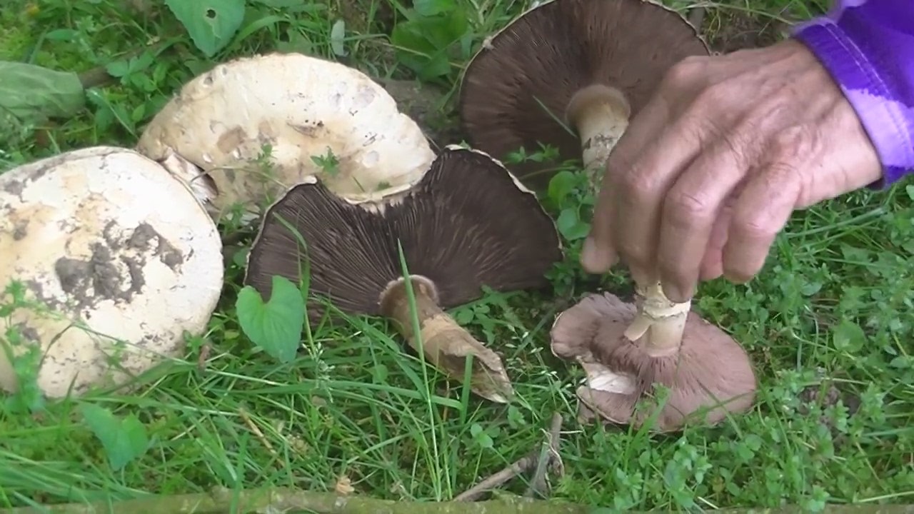 Agaricus campestris 