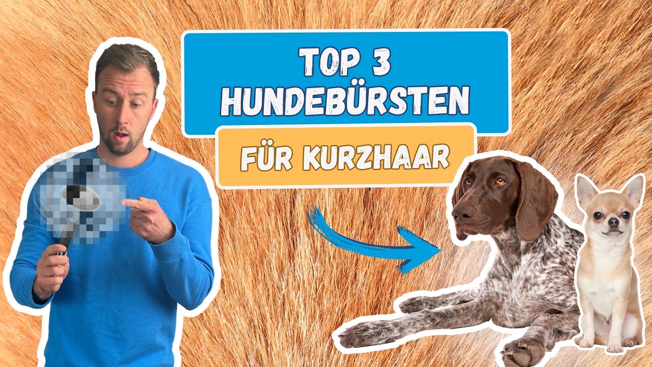 Die Top 3 besten Hundebürsten für Kurzhaar - Für Unterwolle, Knoten und die tägliche Fellpflege