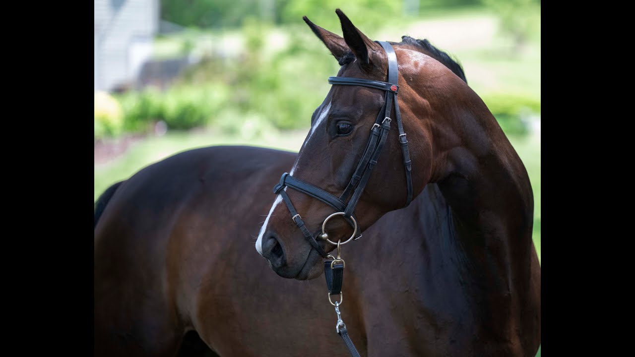 High Class PF   2016 Oldenburger Mare 06:23
