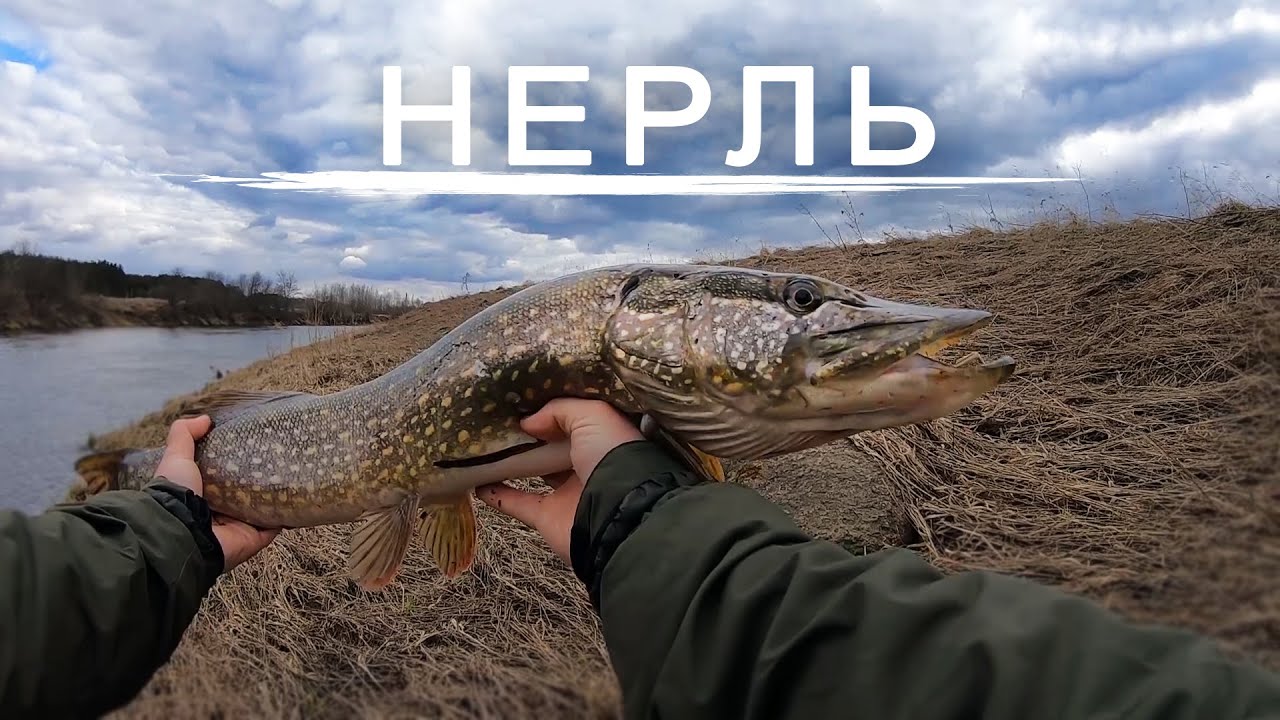 Тут клюет лучше чем в Астрахани! Рыбалка на хищника на реке Нерль