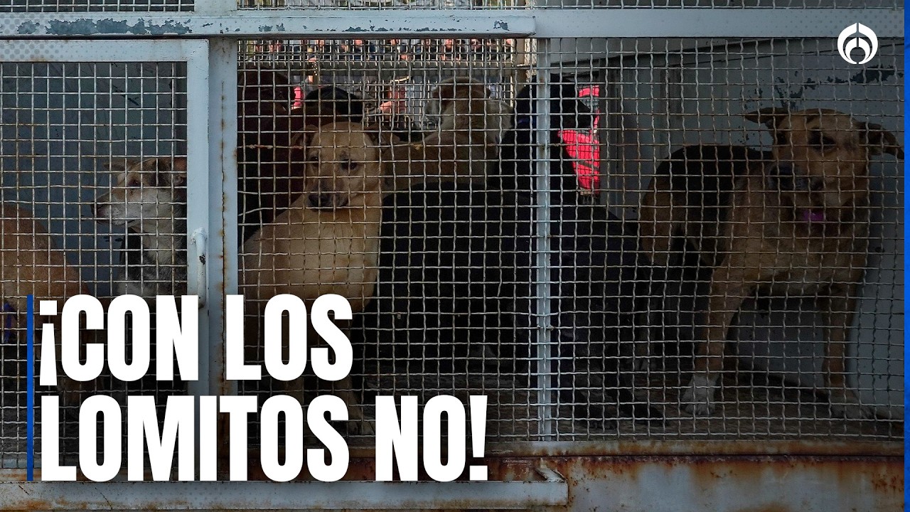 Refugio da su versión: Perros 