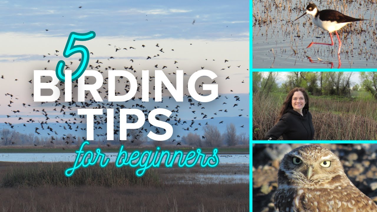 5 Birding Tips for Beginners #birds #birding #birdwatching #birdingtips #birdlovers #birders