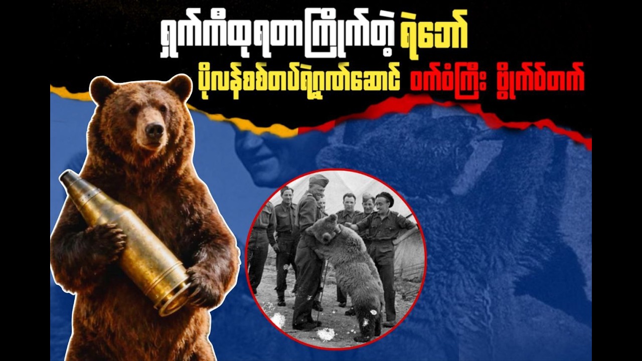 ရှက်ကီထုရတာကြိုက်တဲ့ရဲဘော် သို့မဟုတ် ပိုလန်စစ်တပ်ရဲ့ဂုဏ်ဆောင်ဝက်ဝံကြီး ဗွိုက်ဝ်တက်