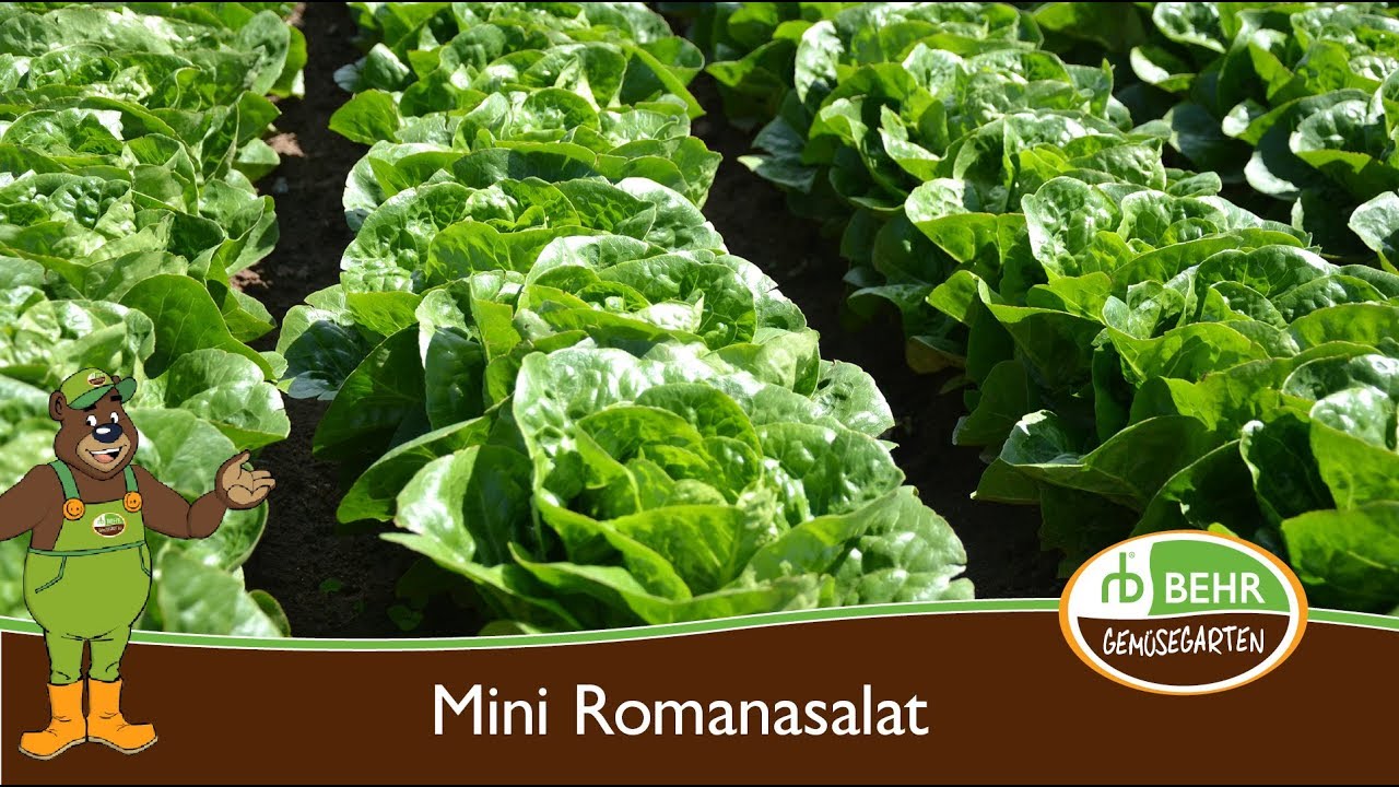 Der Mini Romanasalat und die Vakuumkühlung