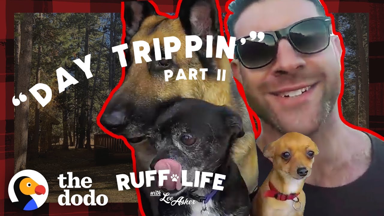Lee Sneaks His 9 Dogs Into A Hotel &mdash; And Rescues 16 More | Ruff Life With Lee Asher