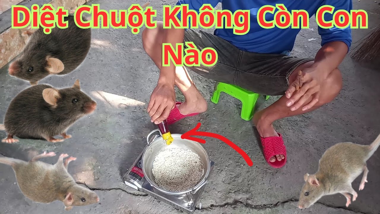Cách Tiêu Diệt Chuột Trong Nhà Không Còn Con Nào. Không Dùng Hóa Chất Hay Độc Hại .Cực Kỳ Hiệu Quả