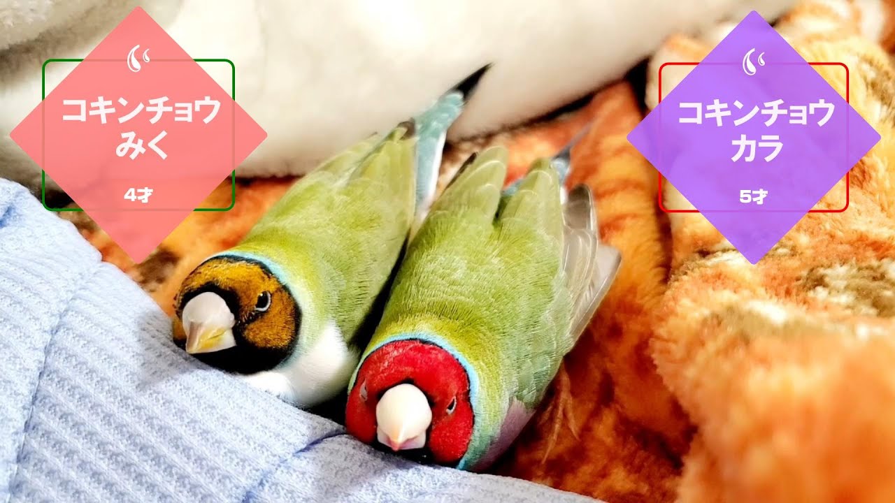 【老鳥】仲良しコキンのお昼寝とハンドフィーディング　Gouldianfinch　　pinohana　#ぴのはな #handfeeding #ハンドフィーディング