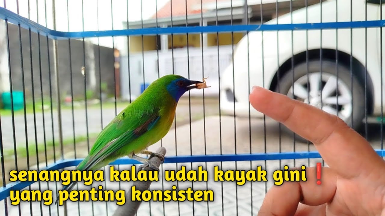UPDATE KINOI❗BIKIN KAGET TAU2 SUDAH KAYAK GINI AJA INI BURUNG
