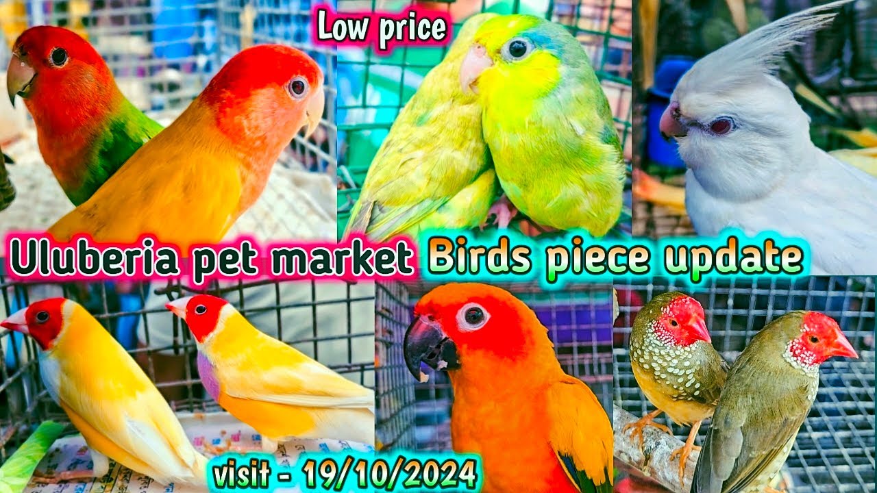 Uluberia pet market . Birds pirce updated  19.10.2024 .Uluberia pakhir haat .#cheapest #sale #viral