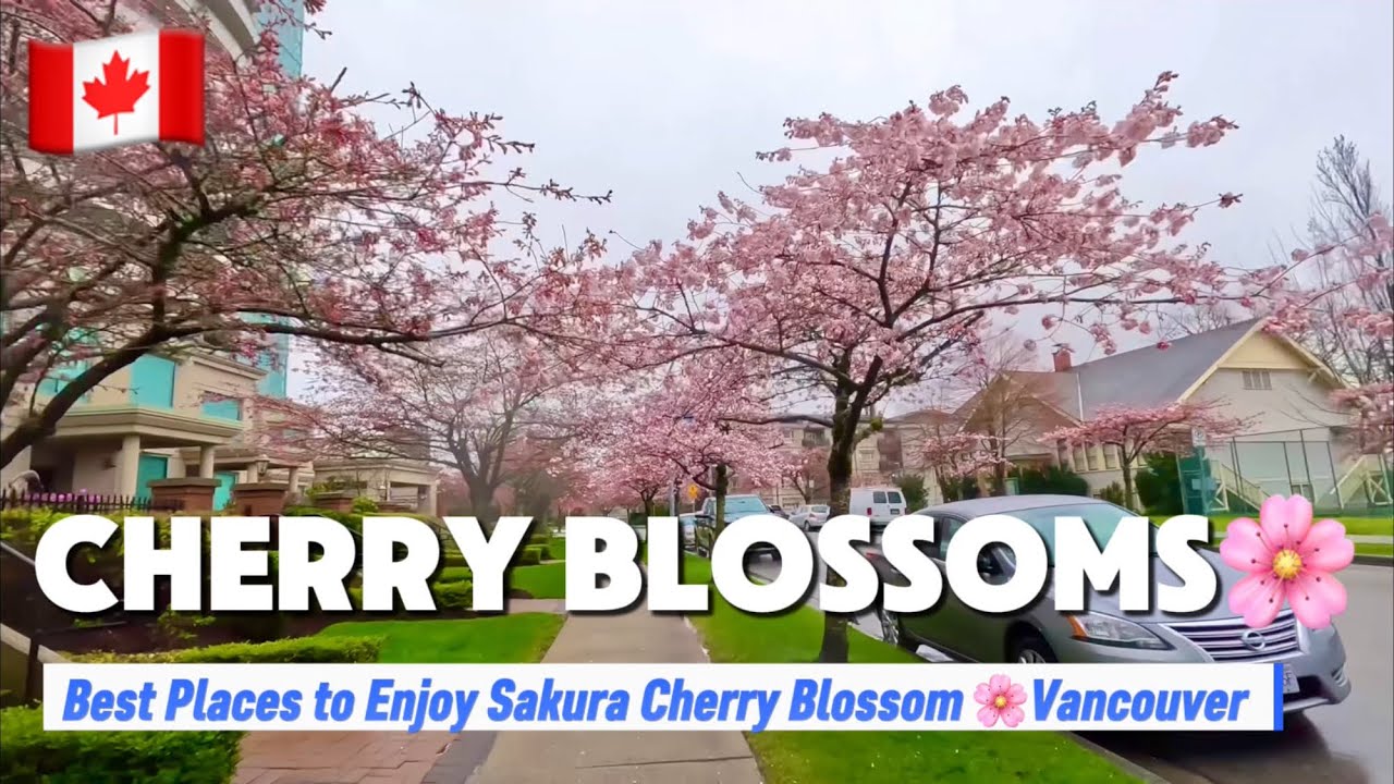 [4K]10 BEST PLACES to Experience and Enjoy the Beautiful Sakura  Cherry Blossoms🌸 In Vancouver,BC 