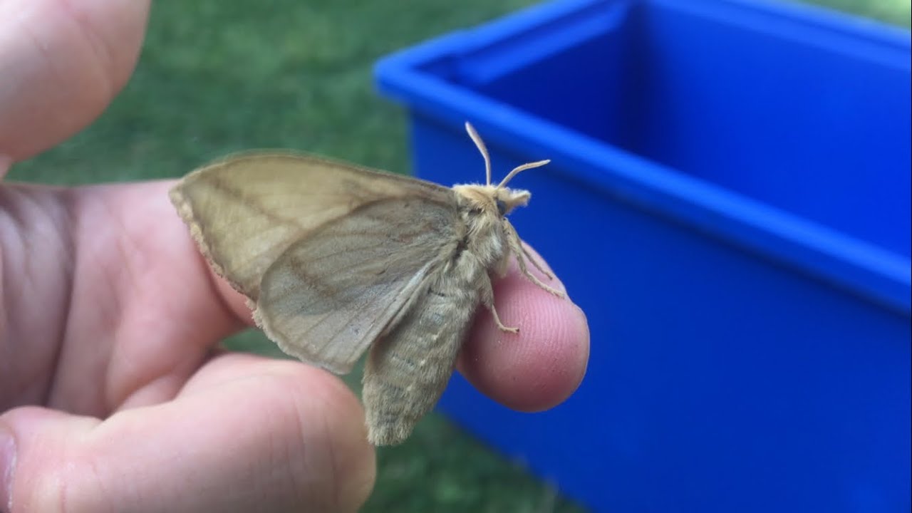 Moth trap 13th August 2025
