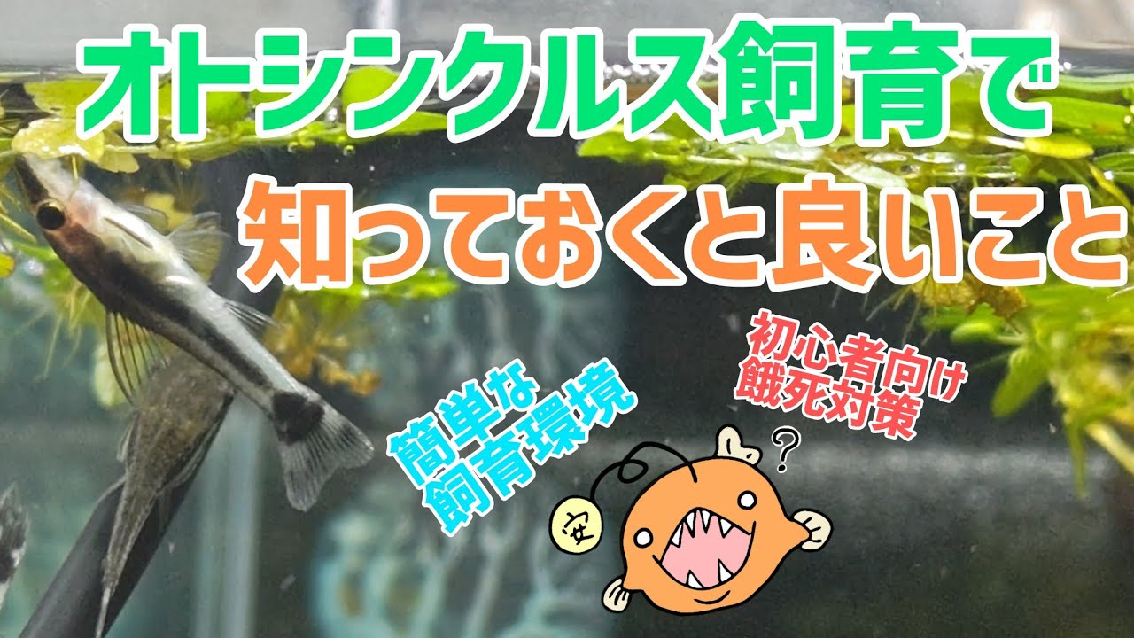 オトシンクルス飼育で最初に知っておくといいこと