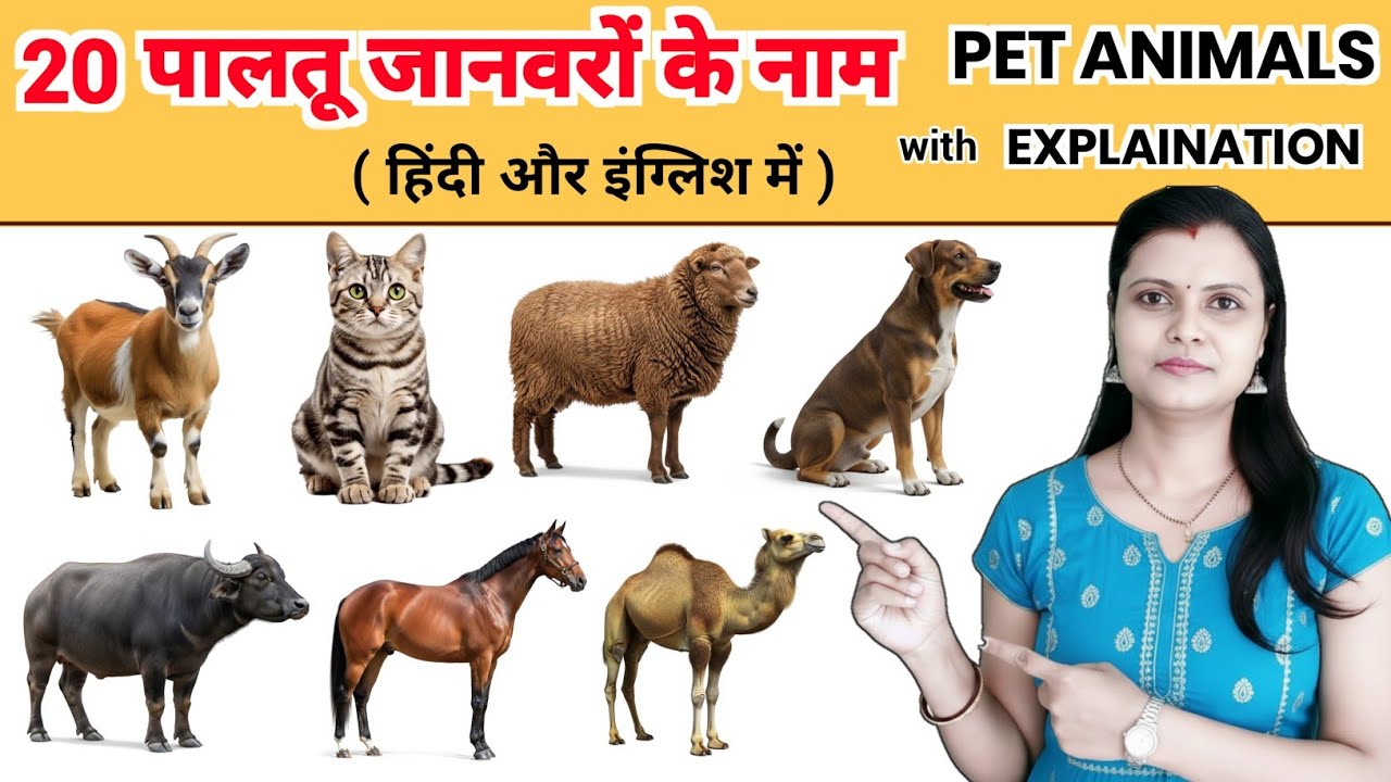 Pet animals name in english and hindi | पालतू जानवरों के नाम  | 20 domestic animals name for kids