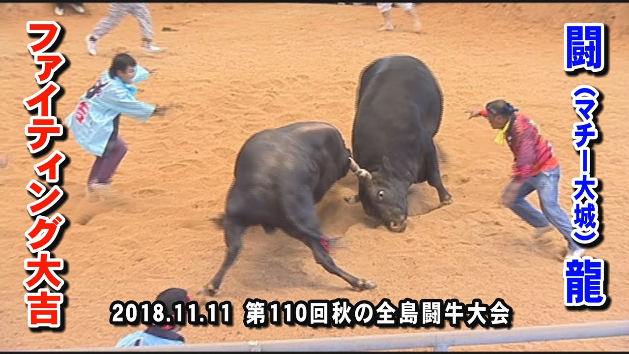 ファイティング大吉 VS 闘(マチー大城)龍 　2018.11.11 (H30)  第110回 秋の全島闘牛大会(石川多目的ドーム)