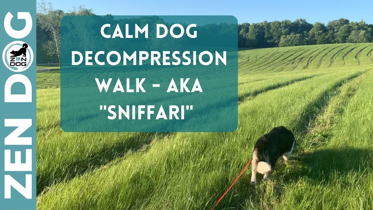 Calm Dog Decompression Walk - aka 