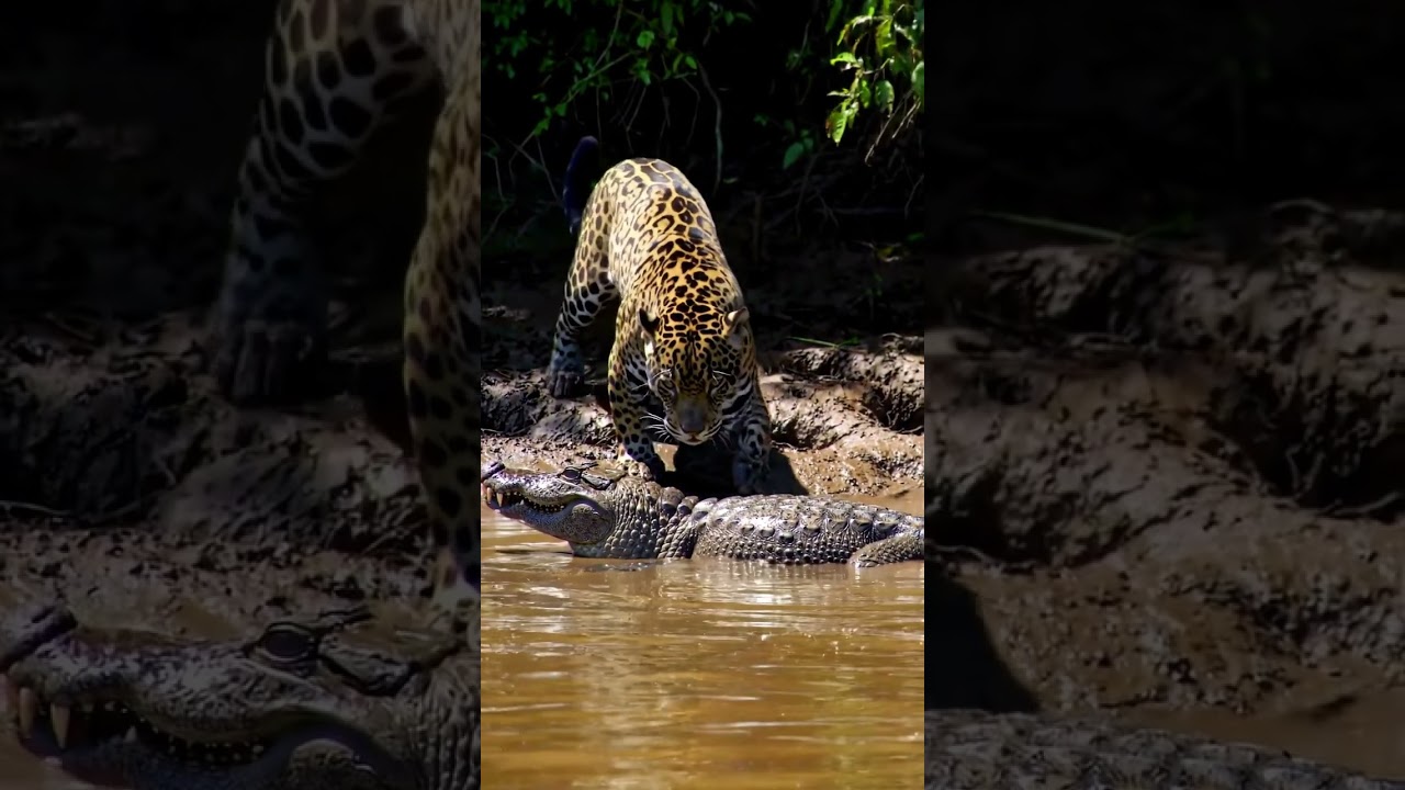 a powerful jaguar stealthily creeps along the muddy riverbank
