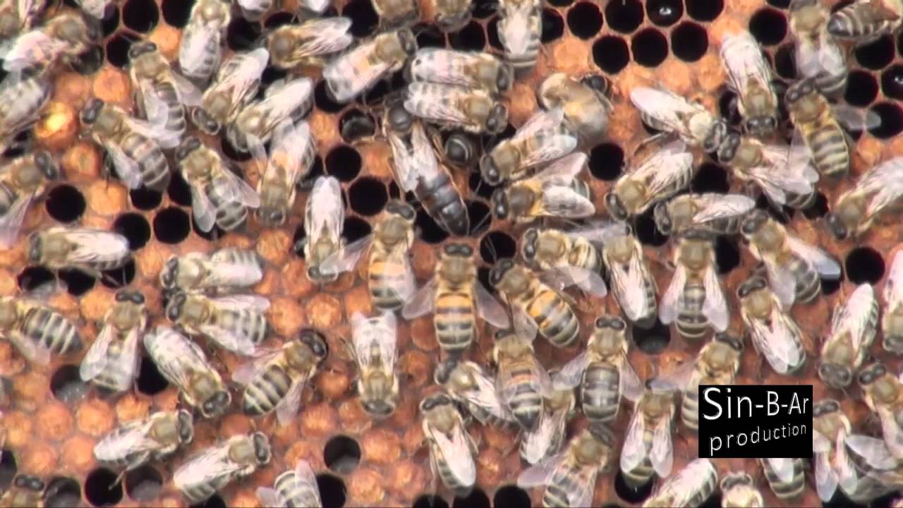 Balın İşçisi : Kafkas Arısı (Caucasian Honey Bee)