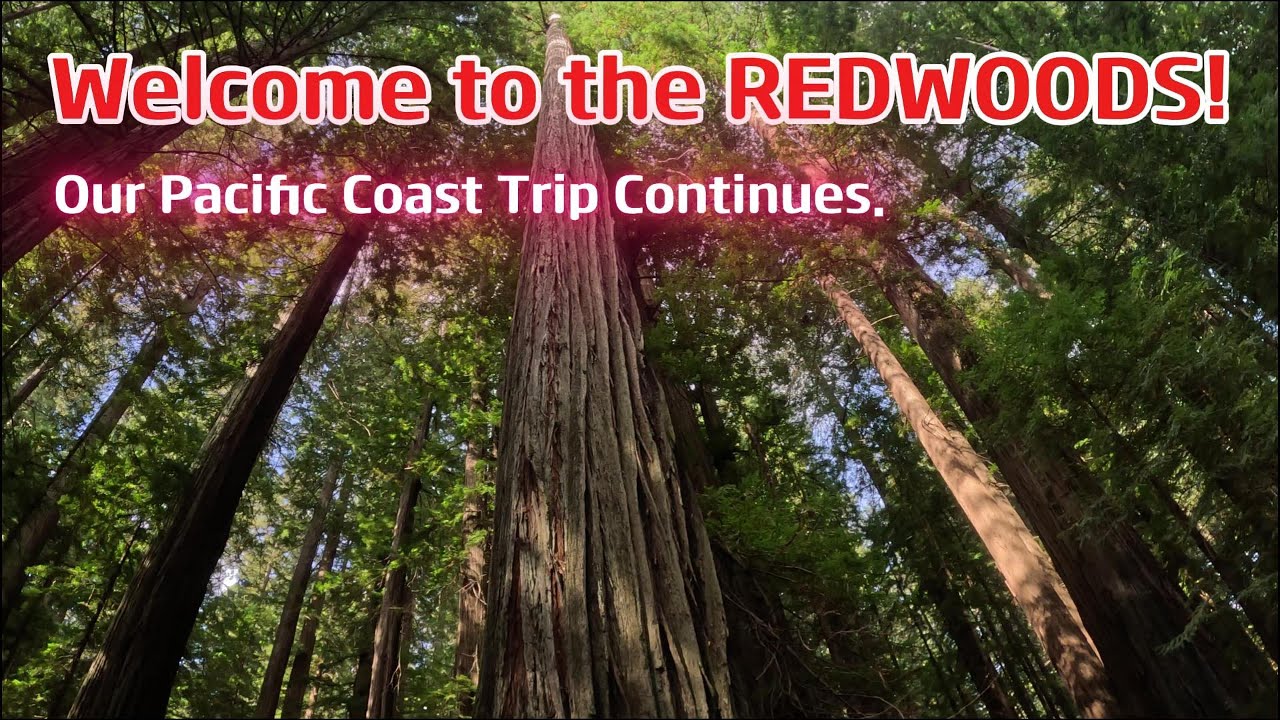 Welcome to the Redwood Forest!  This is the next installment of our big trip across America.