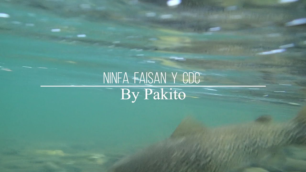 Ninfa faisan y cdc