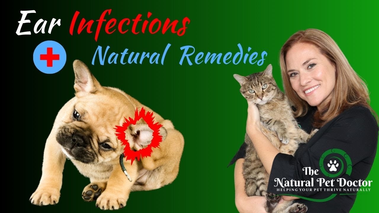 Natural Remedies for Dog and Cat Ear Infections - Holistic Vet Advice
