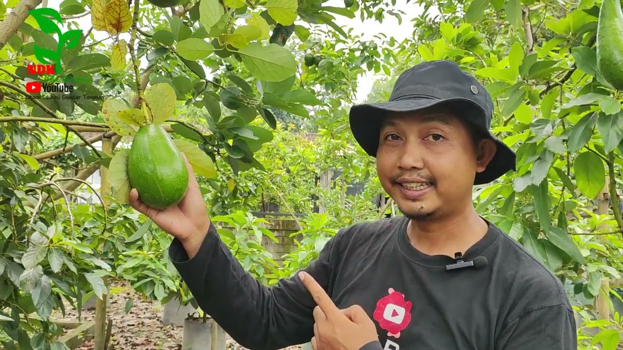 Alpukat Dupuis, Alpukat Premium yang layak di budidaya
