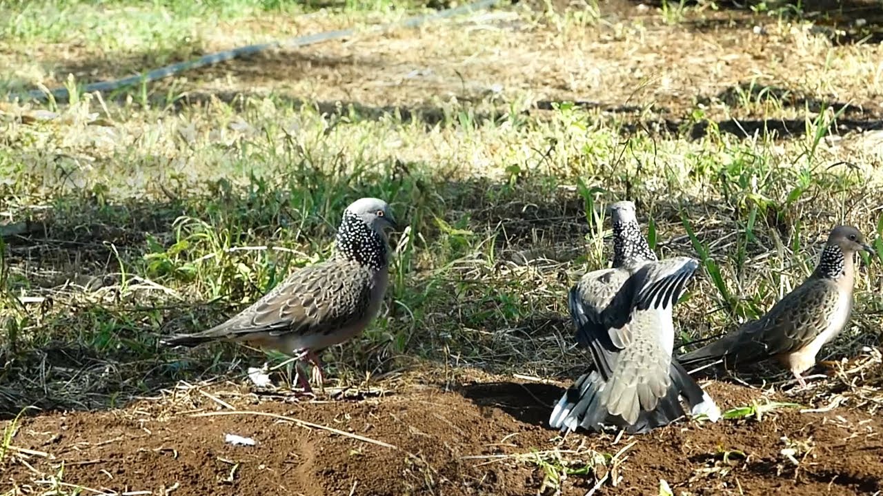 Dove trap on the ground - By using Traditional Catch Dove By Quick Traps