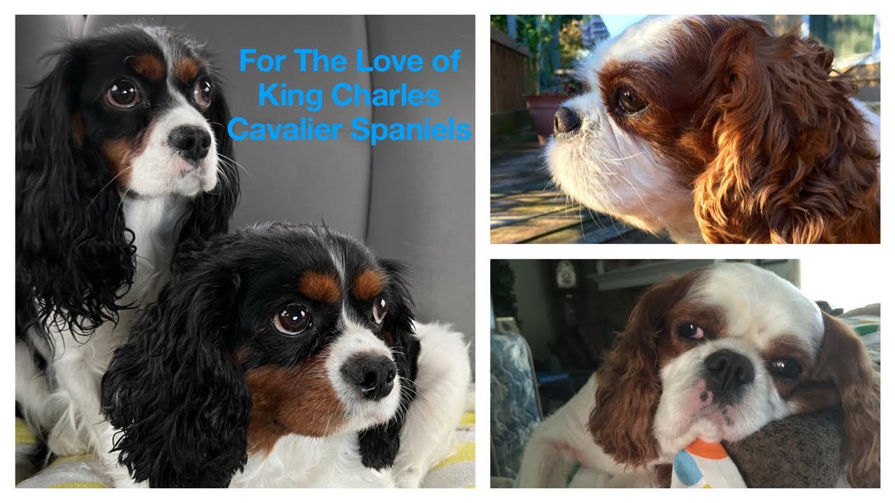 For the Love of King Charles Cavalier Spaniels
