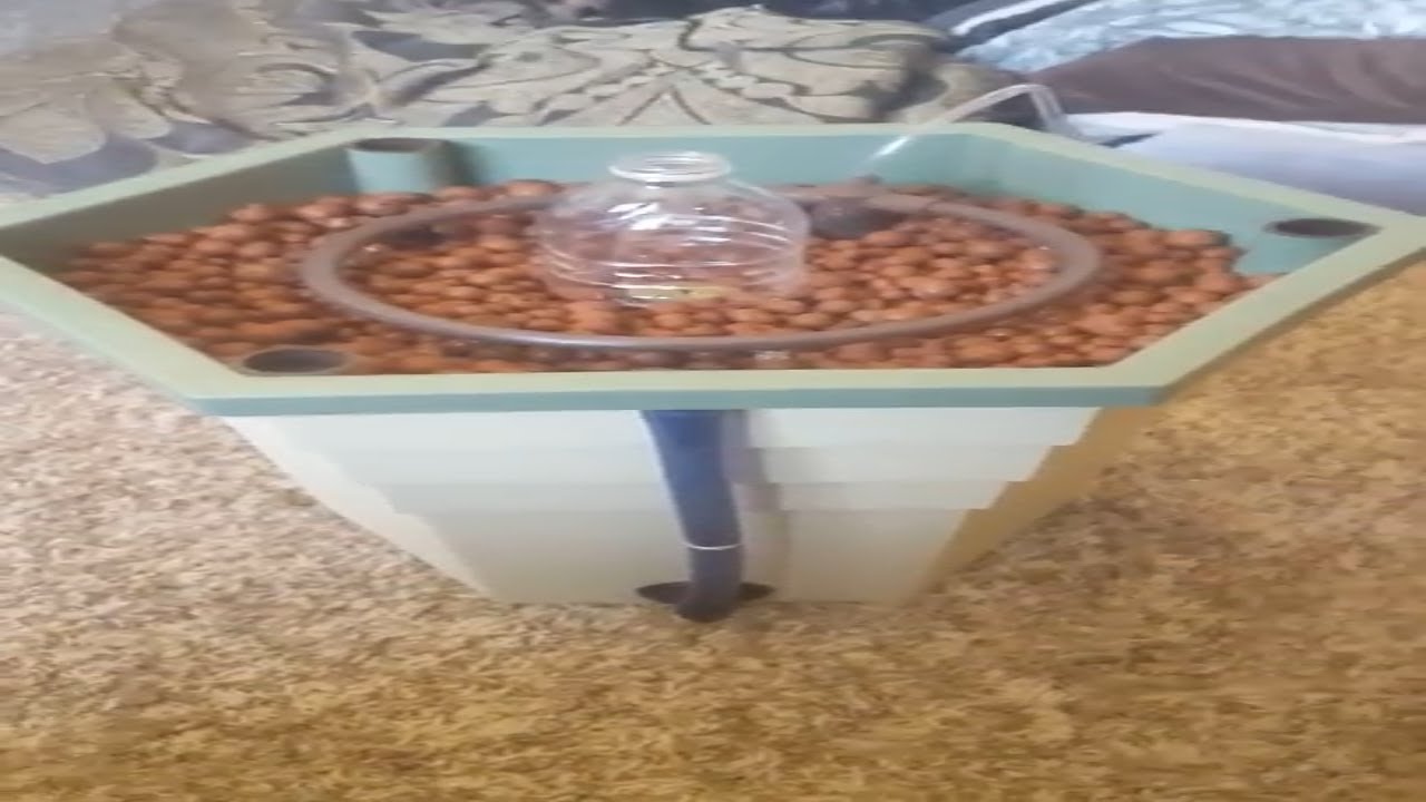 Hydroponics powergrower with blueberry Autoflower