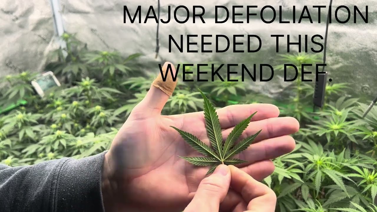 Royal Queen Seeds Week 2 flower update: Dynamite Diesel, OG Kush, Blue Mystic & Cookies Gelato