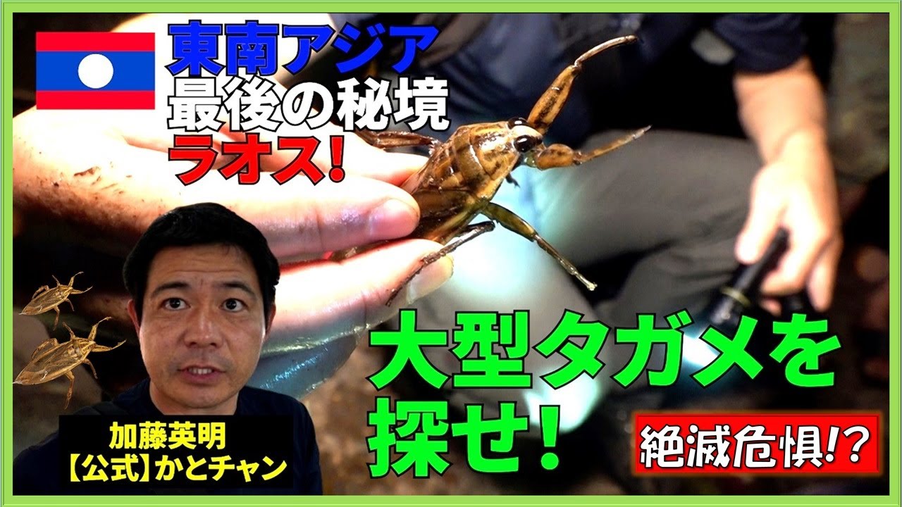 ラオスの大型タガメを探せ！！東南アジア最後の秘境！毒ヘビ・スネークヘッド、外来種！加藤英明のワールドジャーニー・ラオス編≫ 加藤英明【公式】かとチャン