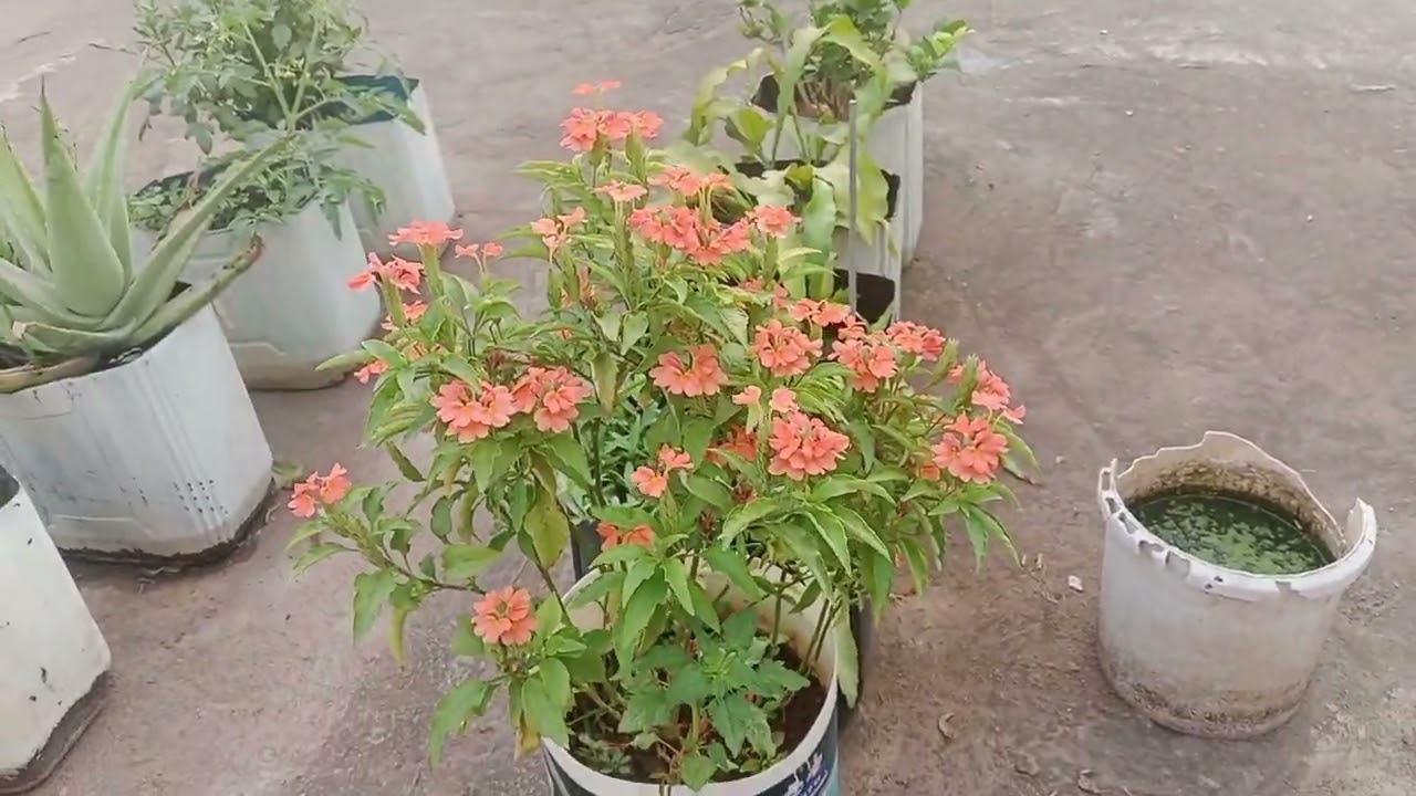 Kanakambaram flower's blooming 😍❤️😍