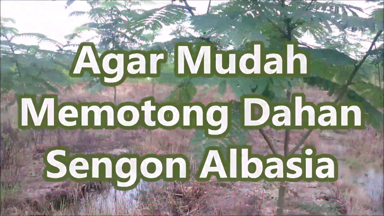 Agar Mudah Memotong Dahan Sengon Albasia_Kebun  Sengon