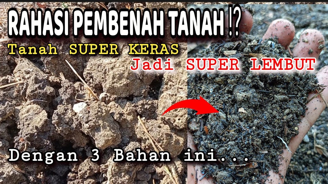 RAHASIA PEMBENAH TANAH SUPER KERAS MEJADI GEMBURR, PENUH NUTRISI DAN MIKROBA