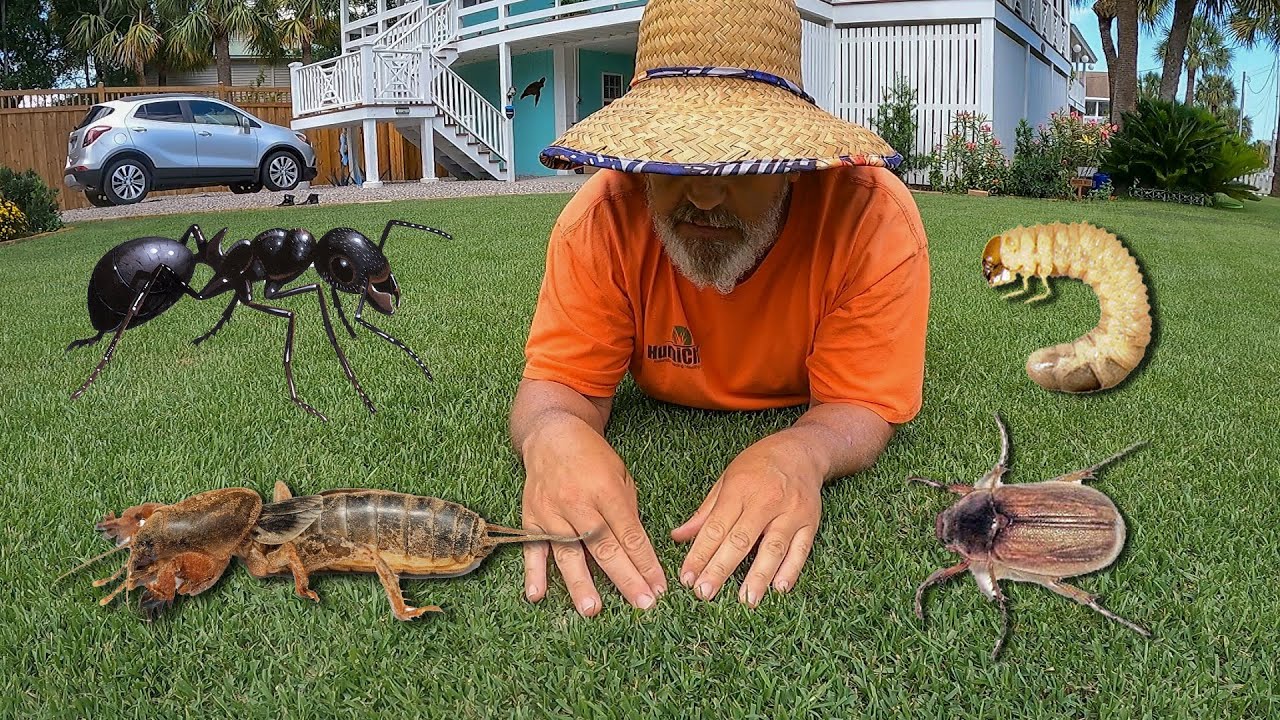 Kill Bugs and Grubs in the Lawn and Around the House