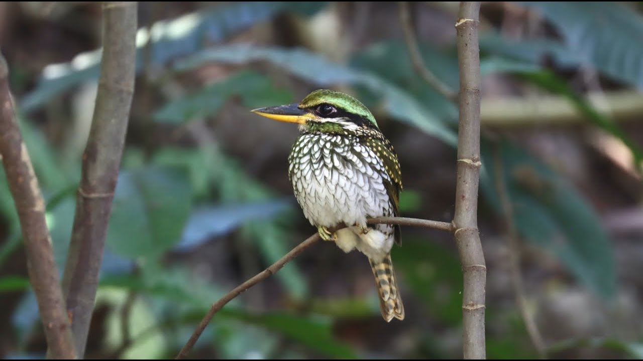 Birding Philippines 1 (STUNNING KINGFISHERS, BULBULS, ASHY THRUSH, RUFOUS NIGHT-HERONS & LOTS MORE)