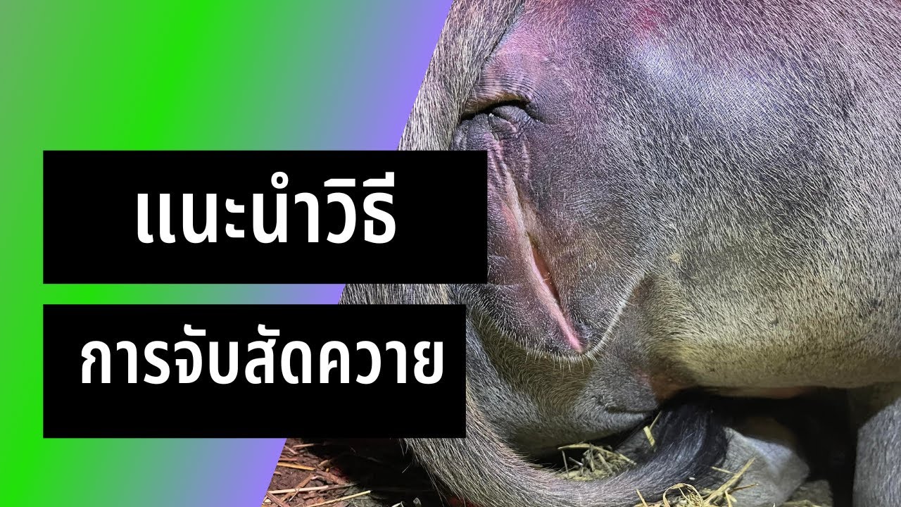 แนะนำวิธีการจับสัดควาย เวลาไหน เหมาะสำหรับดู ควายเป็นสัด หรือกลับสัด